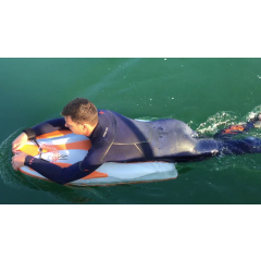 Planche de nage en mer Elvasport Finboard ACE X3 (Blanc / Bleu) (Exposition)